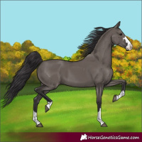 Horse Color:Smoky Grullo