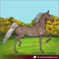Horse Color:Silver Black