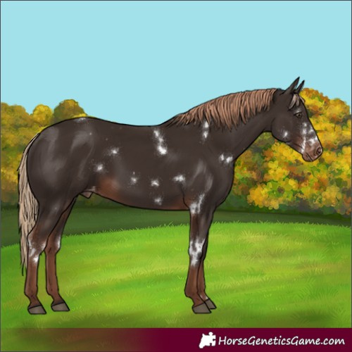 Horse Color:White Spotted Liver Chestnut Appaloosa Rabicano