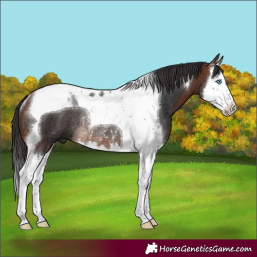 Horse Color:Bay Splash Tobiano Rabicano