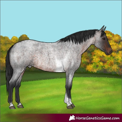 Horse Color:Brown Roan Tobiano Rabicano