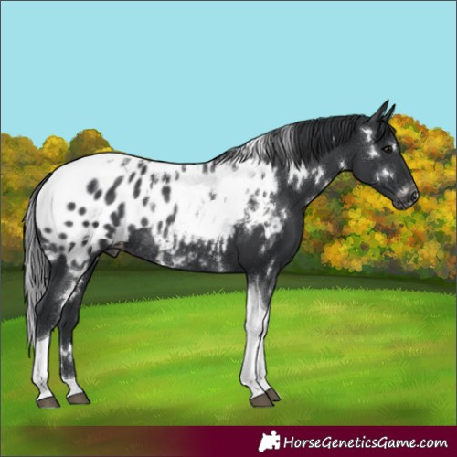 Horse Color:White Spotted Black Tobiano Appaloosa Rabicano 