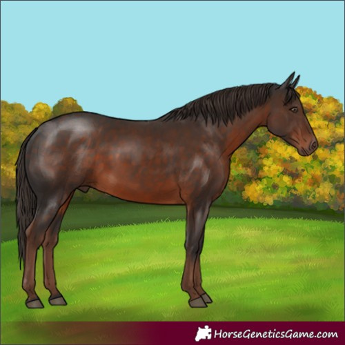 Horse Color:Liver Chestnut Rabicano 