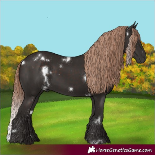 Horse Color:White Spotted Liver Chestnut
