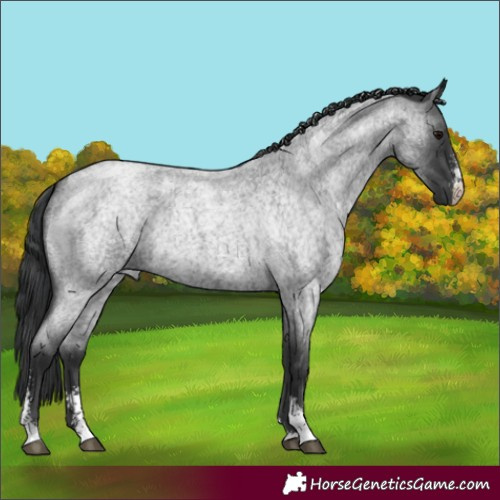 Horse Color:Blue Roan Sabino
