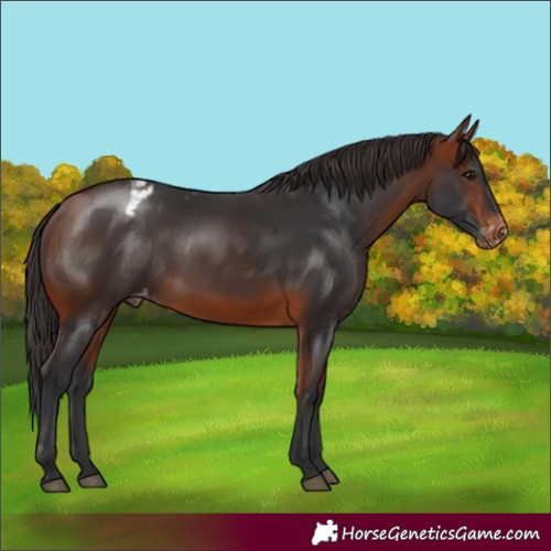 Horse Color:Bay Appaloosa Rabicano