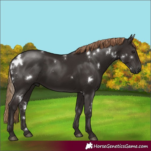 Horse Color:White Spotted Liver Chestnut Rabicano