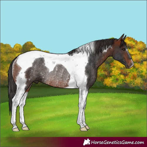 Horse Color:Bay Tobiano Rabicano 