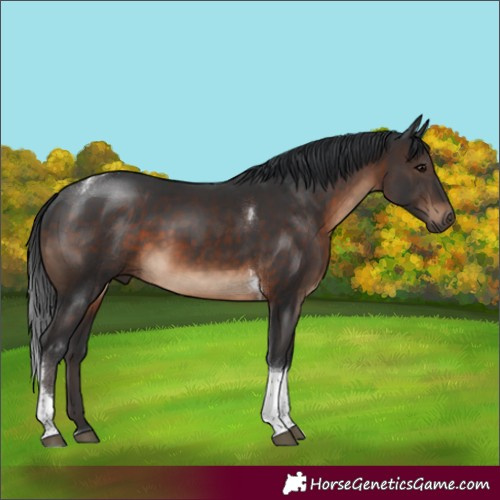 Horse Color:Brown Sabino Tobiano Rabicano 