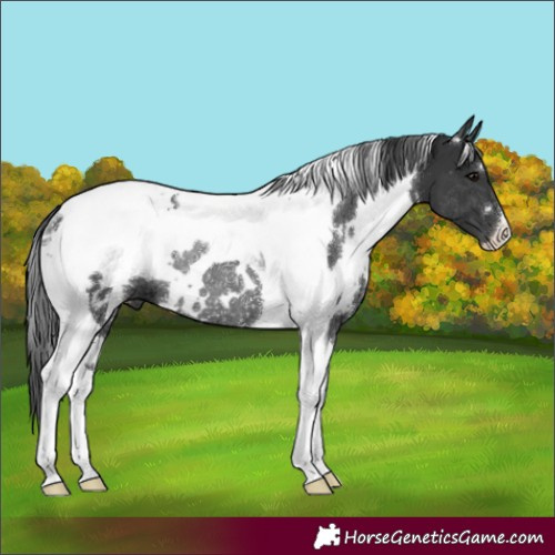 Horse Color:White Spotted Black Tobiano Rabicano 