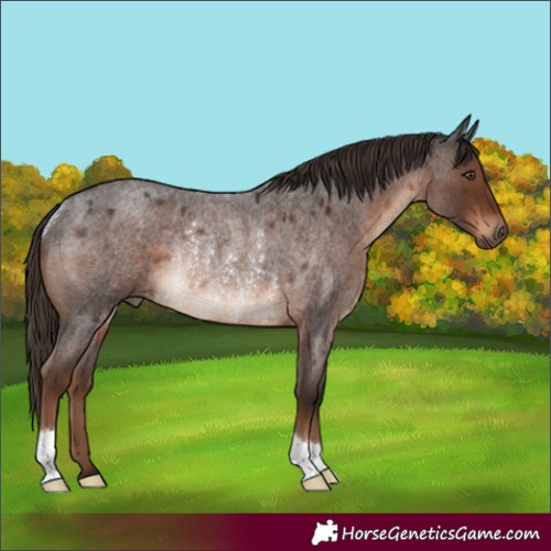 Horse Color:Liver Red Roan Rabicano 