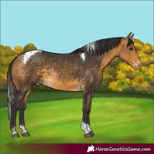 Horse Color:Buckskin Tobiano Appaloosa Rabicano 