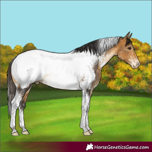 Horse Color:Buckskin Tobiano Appaloosa Rabicano 