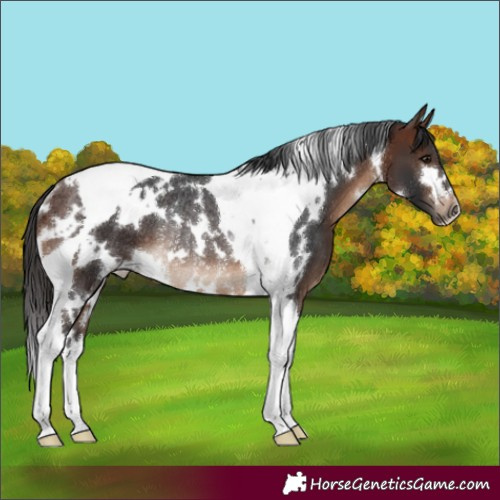 Horse Color:White Spotted Brown Tobiano Rabicano 