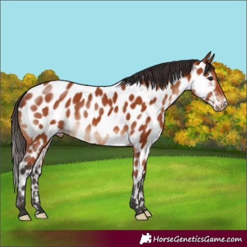 Horse Color:Bay Appaloosa Rabicano