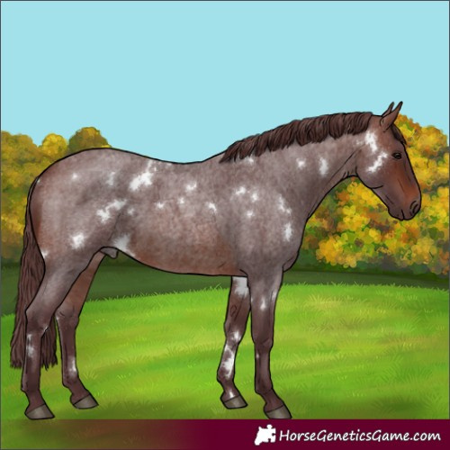 Horse Color:White Spotted Chocolate Brown Roan