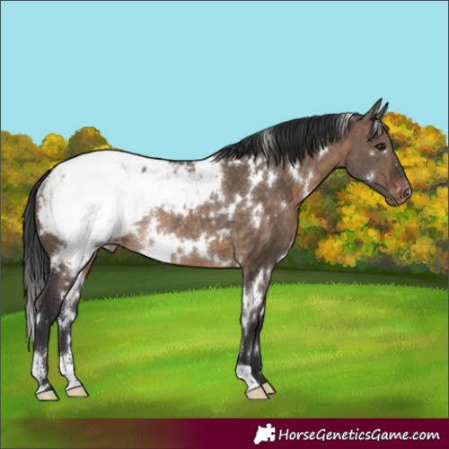 Horse Color:White Spotted Brown Dun Appaloosa Rabicano