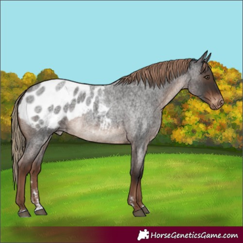 Horse Color:Liver Red Roan Appaloosa