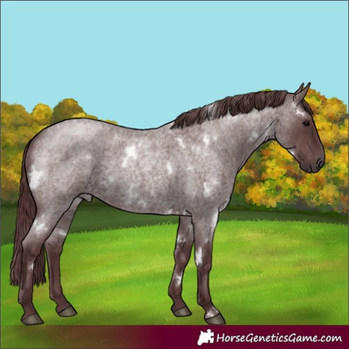 Horse Color:White Spotted Chocolate Blue Roan