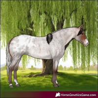 Horse Color:Silver Brown Roan Sabino Blanket