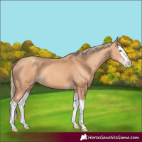 Horse Color:Gold Champagne Splash