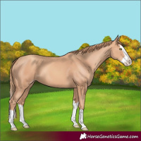 Horse Color:Gold Champagne Splash 