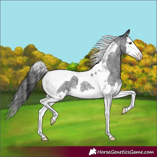 Horse Color:Blue Roan Splash Tobiano 