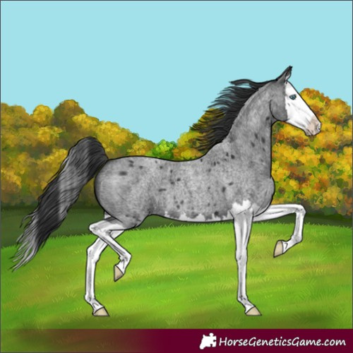 Horse Color:Blue Roan Splash 
