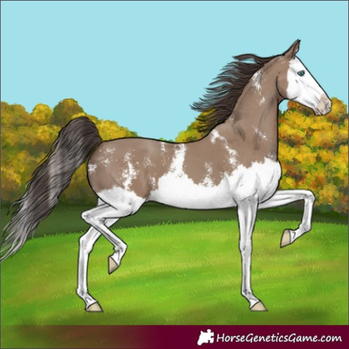 Horse Color:Classic Champagne Sabino Splash 