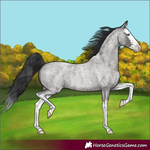 Horse Color:Grullo Roan Splash 