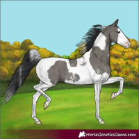 Horse Color:Grullo Sabino Splash Tobiano