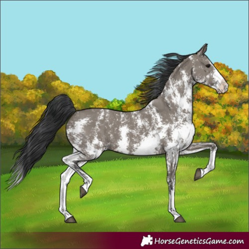 Horse Color:Grullo Sabino Splash 