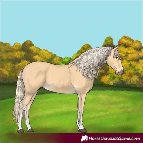 Horse Color:Palomino 