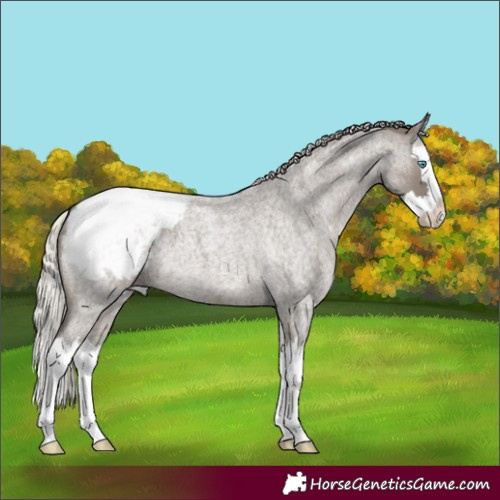 Horse Color:Silver Grullo Roan Splash Appaloosa