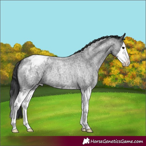 Horse Color:Blue Roan Splash Appaloosa 