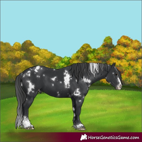 Horse Color:White Spotted Black Sabino Appaloosa 