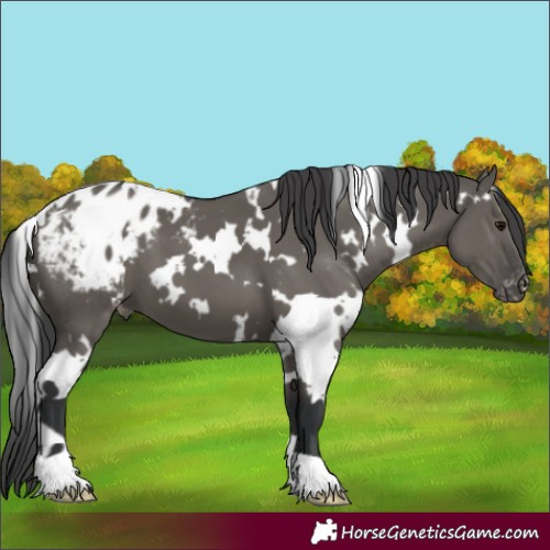 Horse Color:White Spotted Grullo Appaloosa 