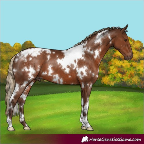 Horse Color:Gray White Spotted Chestnut Appaloosa
