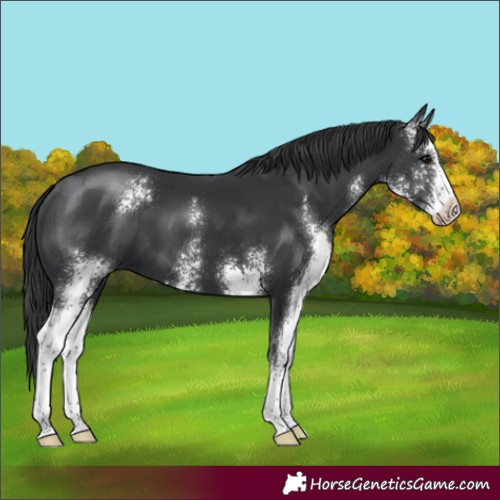 Horse Color:Black Sabino 