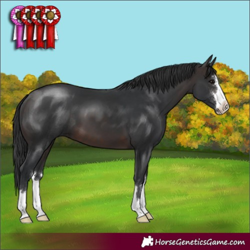 Horse Color:Brown 