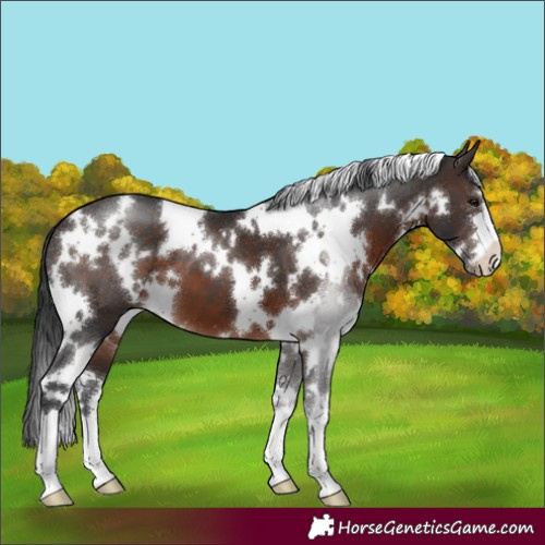 Horse Color:White Spotted Brown Appaloosa 