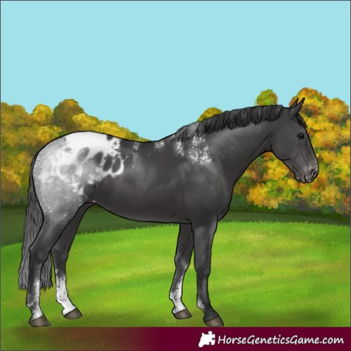 Horse Color:Powder White Black Appaloosa