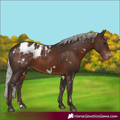 Horse Color:White Spotted Silver Brown Appaloosa 