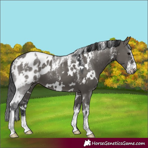 Horse Color:Powder White White Spotted Grullo Appaloosa 