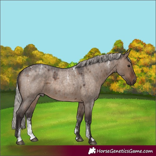 Horse Color:Powder White Silver Brown Roan Dun 