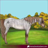 Horse Color:White Spotted Liver Red Roan