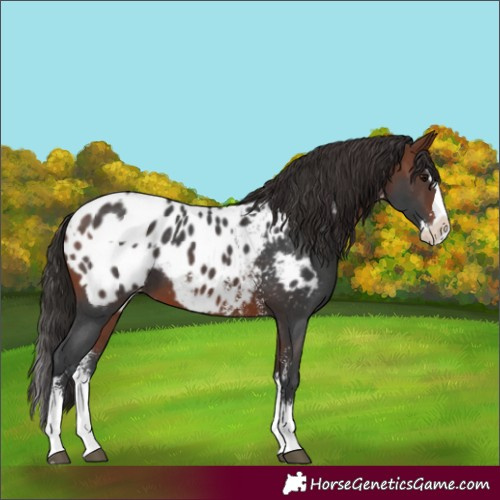 Horse Color:Bay Sabino Splash Appaloosa  and Bay Sabino Splash Appaloosa 