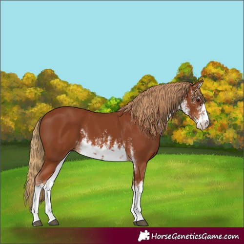 Horse Color:White Spotted Chestnut 