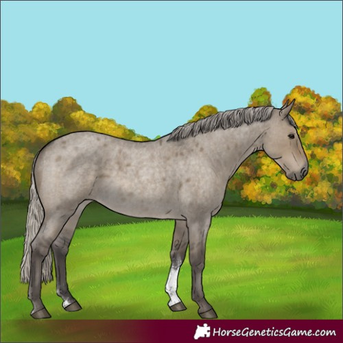 Horse Color:Silver Smoky Grullo Roan Sabino 