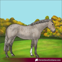 Horse Color:Silver Smoky Grullo Roan Sabino
